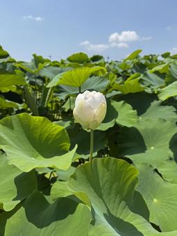れんこんの花(愛西市)_1 れんこんの花(愛西市)_1 蓮根,花,れんこんの写真素材