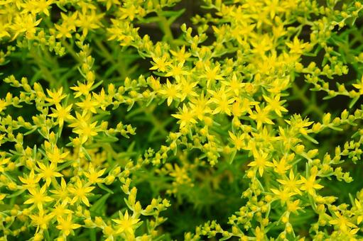 黄色い花を付けたメキシコマンネングサ メキシコマンネンングサ,墨西哥万年草,マンネングサの写真素材