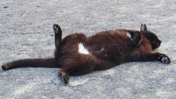 へそ天して寛ぐもふもふで可愛い黒猫 黒猫,猫,ヘソ天の写真素材