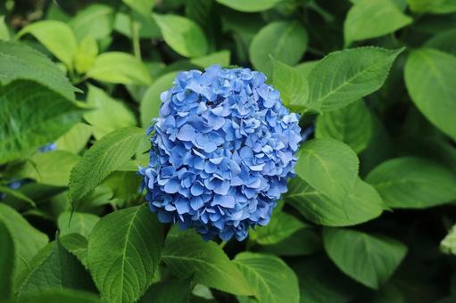 青色のアジサイ 青色のアジサイ 青色,アジサイ,あじさいの写真素材