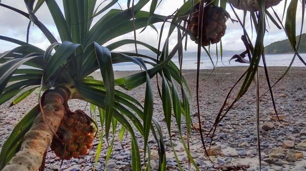 アダンの木陰から眺める奄美の海 アダンの木陰から眺める奄美の海 植物,奄美,自然の写真素材