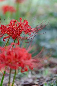 彼岸花 彼岸花の写真