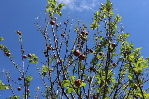 青空と緑の葉と赤い実のなる姫リンゴの木 青空,緑,葉の写真素材