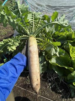 市民農園の大根の収穫 大根,食べ物,食材の写真素材