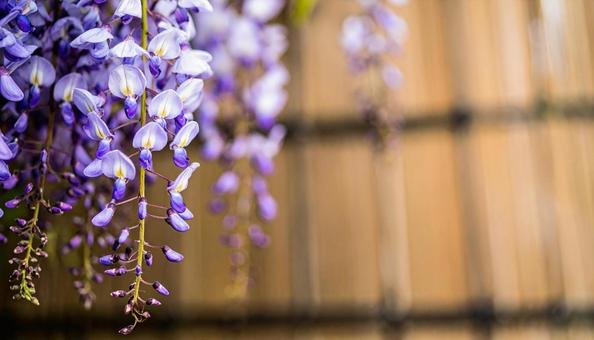 藤棚に咲く満開の藤の花 藤棚に咲く満開の藤の花の写真