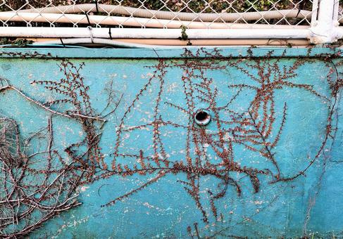 壁のツタ 壁のツタ 壁,ツタ,植物の写真素材