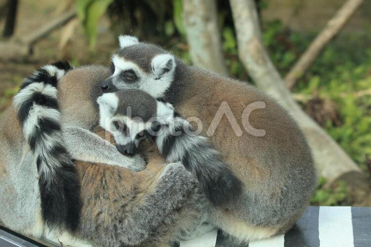 身を寄せ合うワオキツネザルたちです ワオキツネザル,動物,生き物の写真素材