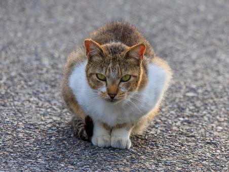 少し目付きが怖い野良猫さんです。 少し目付きが怖い野良猫さんです。の写真