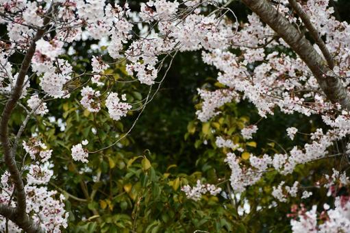 メジロがとまる桜 桜,サクラ,花の写真素材