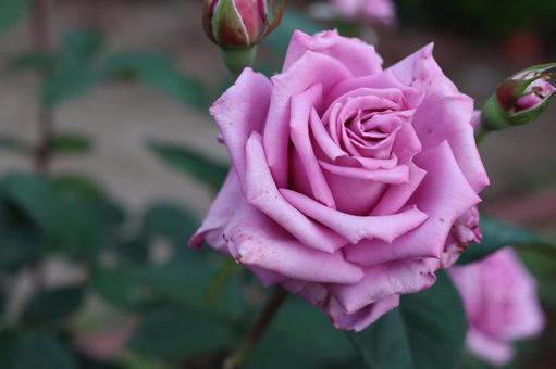 バラ園にて綺麗な薔薇を撮影しました 花,薔薇,自然の写真素材