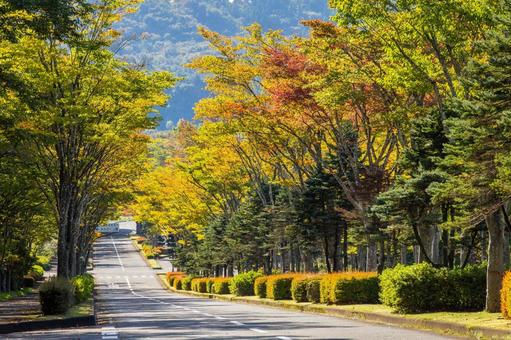 色づく木々⒁ 色づく木々⒁ 葉,秋,色づきの写真素材