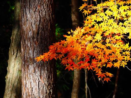紅葉（生坂・京ヶ倉） 紅葉,もみじ,秋の写真素材