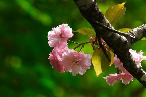 Button cherry and greenery, JPG Button cherry and greenery, JPG