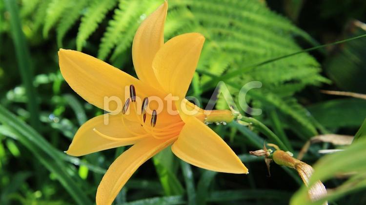 白馬五竜高山植物園　ニッコウキスゲ ニッコウキスゲ,花,ユリ科の写真素材