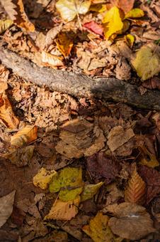 北海道　大沼国定公園　秋の風景 北海道,大沼,函館の写真素材