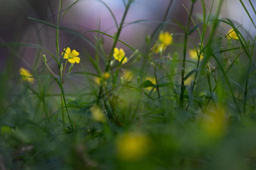 カタバミの写真
