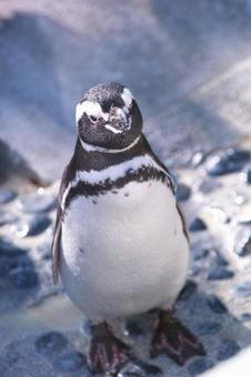 ペンギン ペンギンの写真