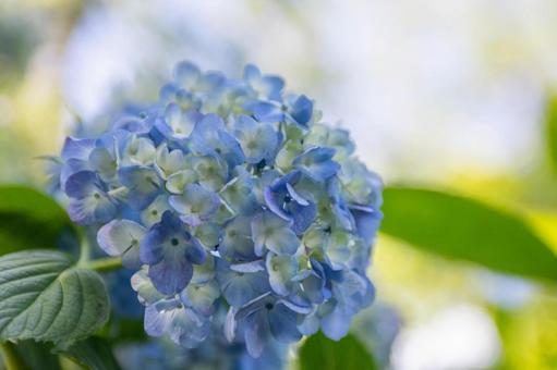 Hydrangea ⑺, JPG