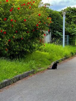 のらねこ のらねこ 猫,外猫,白黒の写真素材