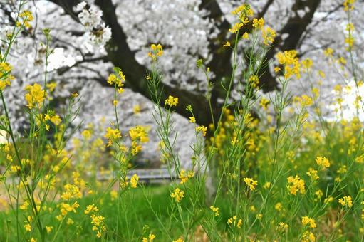 Rape blossoms and cherry blossoms, JPG Rape blossoms and cherry blossoms, JPG