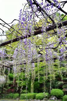 藤の花 藤の花の写真