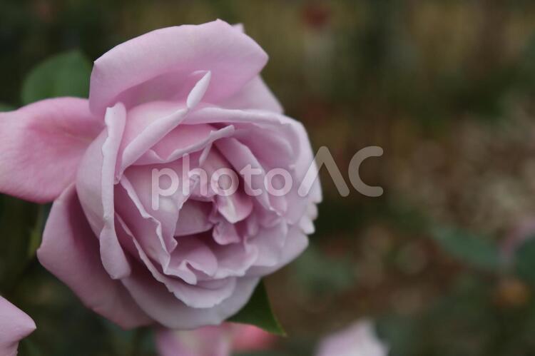ドイツ生まれの青い薔薇、ブルームーン 薔薇,花,植物の写真素材