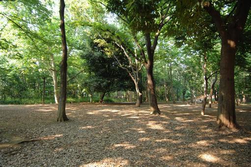 林試の森公園の広場 林試の森公園,木,木漏れ日の写真素材