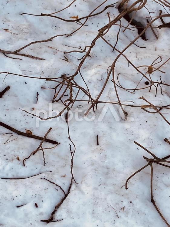 木の枝と雪（春） 雪,木,枝の写真素材