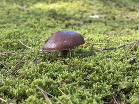 ヌメリイグチ ヌメリイグチ,キノコ,苔の写真素材