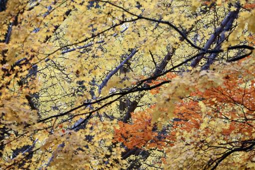 紅葉の写真