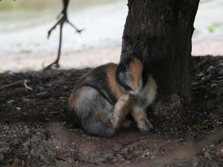 大久野島のウサギ 大久野島のウサギ ウサギ,かわいい,大久野島の写真素材