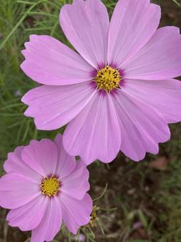秋の日に咲きほこるコスモスの花 秋の日に咲きほこるコスモスの花の写真