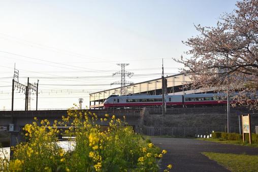 Ｅ657系赤編成×桜とあぶらな e657系,ひたち号,ときわ号の写真素材