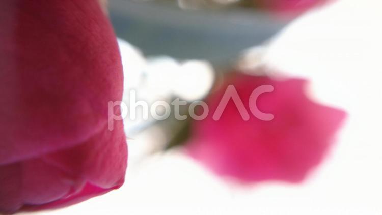 マクロレンズの捉える世界　サザンカ サザンカ,山茶花,マクロレンズの写真素材