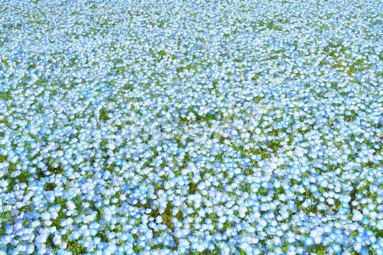 たくさんのフィモネラの花 フィモネラ,植物,花の写真素材