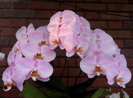 Spots on flowers and lighting pink Phalaenopsis orchids, JPG Spots on flowers and lighting pink Phalaenopsis orchids, JPG
