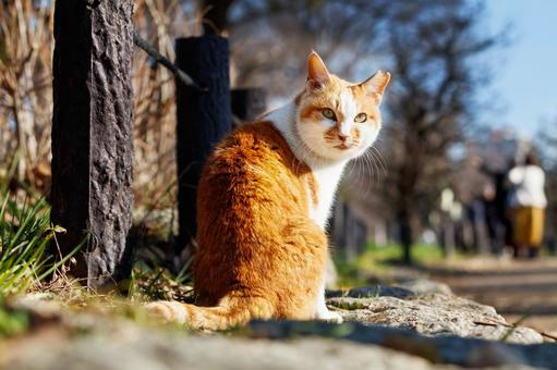 Stray cats in Osaka Castle Park, JPG