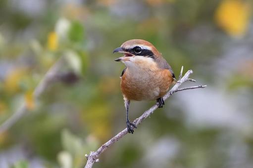 モズ モズ,百舌鳥,冬鳥の写真素材