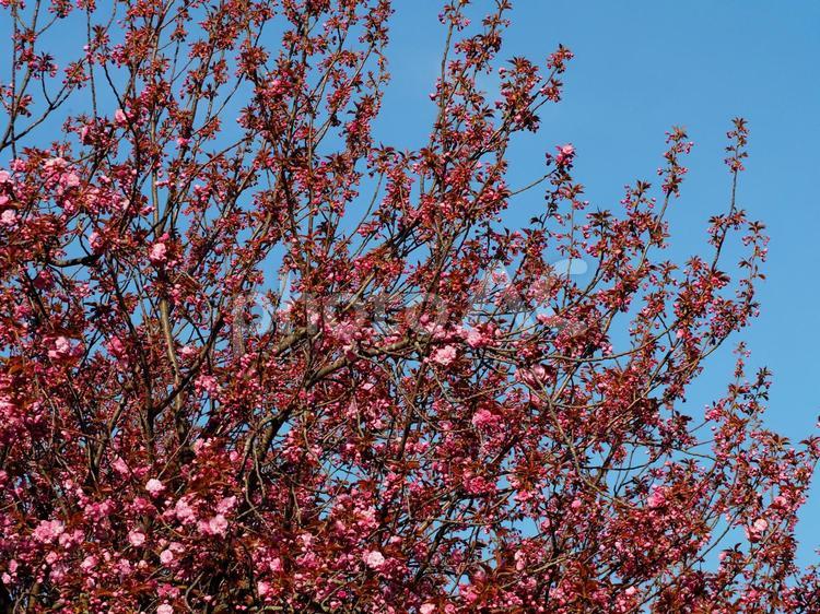 八重桜　咲き始め① 桜,春,八重桜の写真素材
