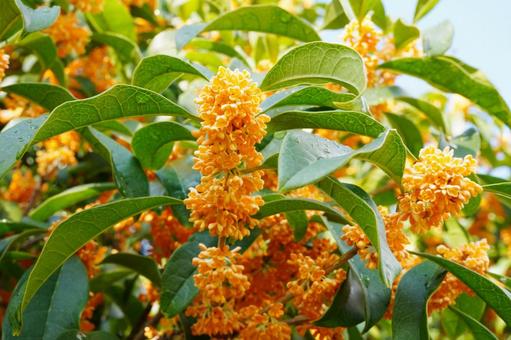 雨に濡れたキンモクセイ2 キンモクセイ,金木犀,甘い匂いの写真素材