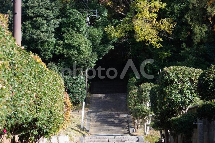 森の奥へと続く階段 背景,階段,森の写真素材