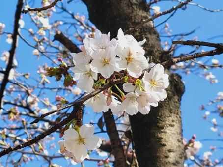 桜と青空 桜と青空の写真