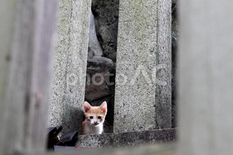 こっちを見る子猫 cute,かわいい,にゃんこの写真素材