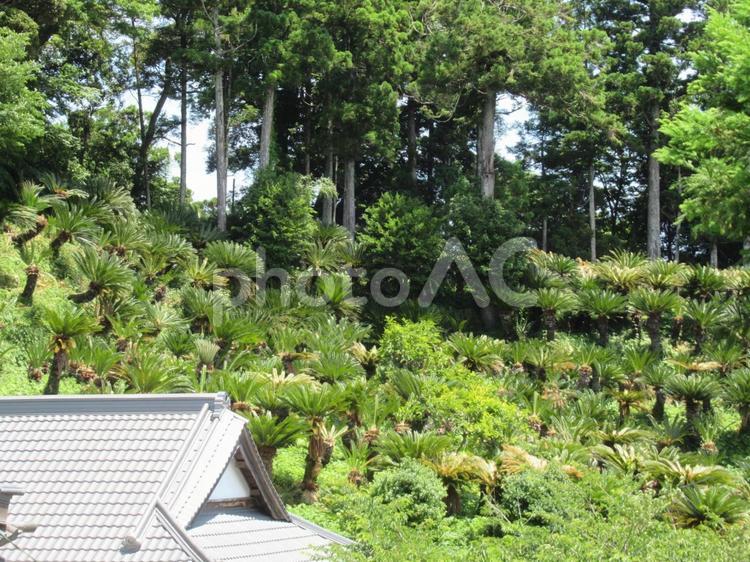 千葉県、房総半島の日運寺の紫陽花 日運寺,南房総,仁王門の写真素材