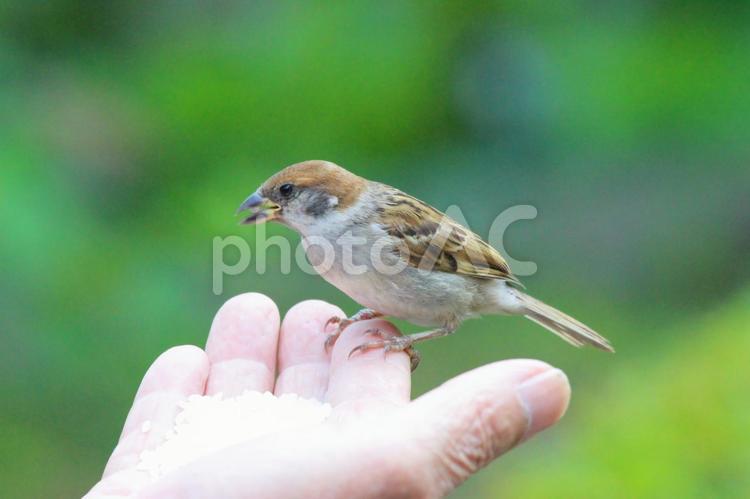 おじさんにエサをもらうスズメ スズメ,すずめ,雀の写真素材