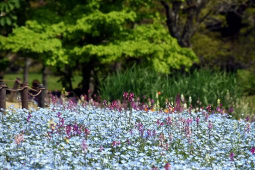 Nemophila field, nemophila, flower garden, flower, JPG