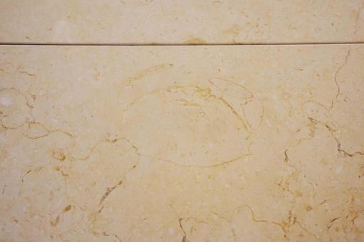 東京駅のカニの化石 カニの化石,カニ,蟹の写真素材