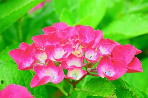 あじさいの写真