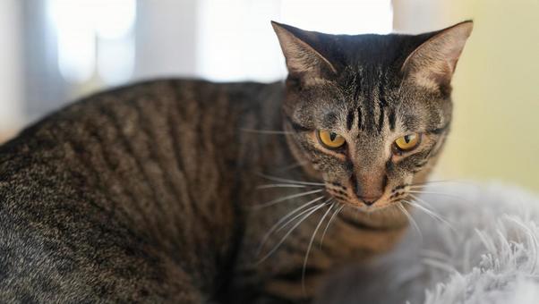 こちらを見つめる猫 こちらを見つめる猫の写真