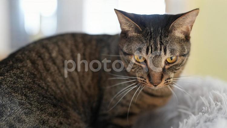 こちらを見つめる猫 猫,にゃんこ,雑種の写真素材